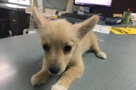 Rancho Sequoia Veterinary Hospital