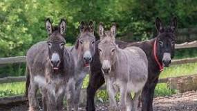 How to understand donkey characteristics | The Donkey Sanctuary