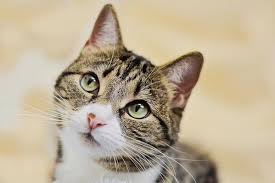 The interesting thing about a seroma is that they can appear anywhere from a couple of days to a couple of weeks after surgery. Why Is My Cat Staring At Nothing Or The Wall Perromart Singapore Perromart Sg