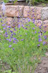 Image result for Indigofera oxalidea