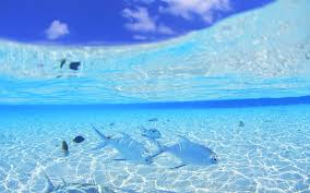 Download high definition sea photos for your computer, laptop and tablets in different resolutions and styles like hd sea wallpaper, dolphins under. Best 49 Deep Blue Sea Background On Hipwallpaper Blue Wallpaper Cute Blue Wallpaper And Blue Christmas Wallpaper