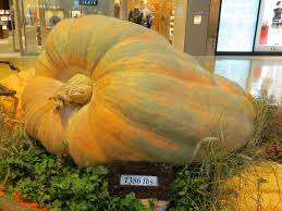 Image result for fat ass pumpkin