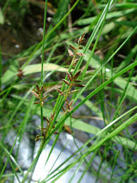 Image result for Pycreus flavidus