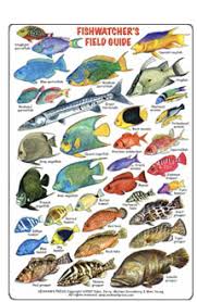 Fishcards Com Fishes And Invertebrates Page