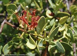 Image result for Tapinanthus