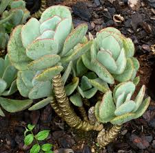 Image result for Cotyledon barbeyi