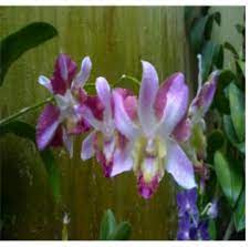 D Star Bright 424 Dendrobium Orchids Klairvoyant Orchids Thrissur Kerala Orchids Dendrobium Orchids Plants
