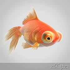 Red Goldfish 3d Model Goldfish Oranda Goldfish Goldfish Art