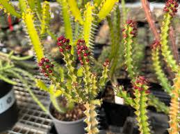 Image result for Euphorbia ramulosa