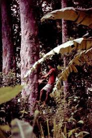 Image result for Marquesia macroura