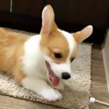 Cute Puppy Corgi Welpen Video Corgi Dog Cute Corgi Cute Puppies Corgi Dog Cute Corgi Corgi Puppy