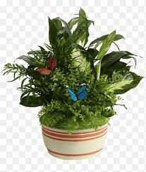 Welcome to a new leaf, flowers and gift gallery. Connells Maple Lee Flowers Gifts Cut Flowers Plant Gift Leaf Cactaceae Png Pngegg