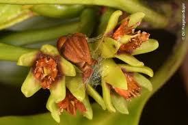 Image result for Erythrococca ulugurensis