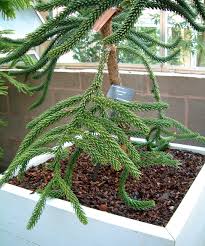 Image result for Arauk rie Araucaria
