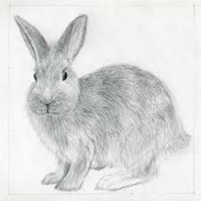 Bring the cage into a common space or let the cat into the rabbit's room. How To Draw A Rabbit