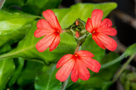 Image result for Crossandra nilotica