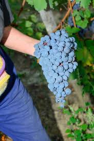 1,096 Nebbiolo Grape Photos - Free & Royalty-Free Stock Photos from  Dreamstime