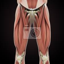 We did not find results for: Upper Legs Muscles Anatomy Leinwandbilder Bilder Medicals Quadrizeps Knie Myloview De