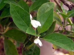 Image result for Rhinacanthus zambesiacus