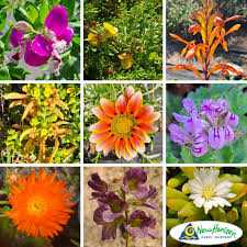 Image result for Putterlickia