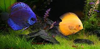 Jaya Aquarium Jaya Aquarium Tropical Fish