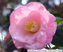 Japanese Camellia Berenice Boddy Blooming In February List Of Old Stand Bys Here Camellia Plant Garden Care Camellia