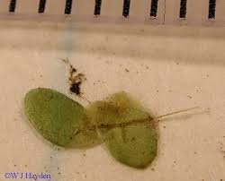 Image result for Lemna aequinoctialis