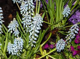 Fonds D Ecran Nature Fonds D Ecran Fleurs Wallpaper N 401050 Par Jeromeandre Hebus Com Fond Ecran Nature Fleurs