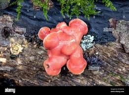 Image result for Merulius incarnatus