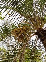 Image result for Eremospatha cuspidata