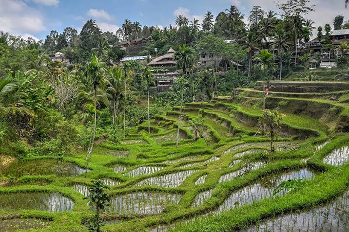 Ubud Private Tour: Rice Terraces, Water Temple & Waterfalls