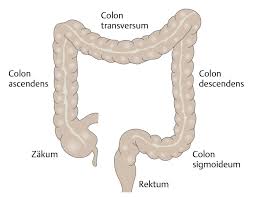 Sigmoid colon synonyms, sigmoid colon pronunciation, sigmoid colon translation, english dictionary definition of sigmoid colon. Divertikulitis Des Dickdarms Eref Thieme