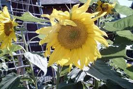 Image result for Sphenostylis marginata