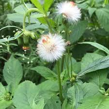 Image result for Crassocephalum radiatum