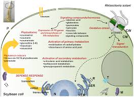29 white, downey, and dry vineyards — bring on the bordeaux! Plos One A Metabolic Profiling Strategy For The Dissection Of Plant Defense Against Fungal Pathogens