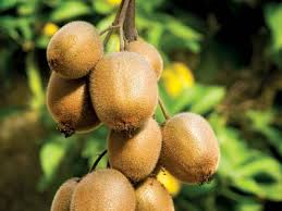 Image result for Actinidia