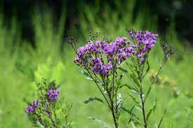 Native to europe, it is cultivated in parts of the united states. Roadsides Ditches Meadows Across Pennsylvania Blooming Pennlive Com