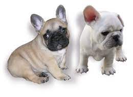 Outstanding german rottweilers pups for sale in vancouver, b.c canada coming in the spring of 2021. Puppies Amberbull French Bulldogs Vancouver Bc Amberbull French Bulldogs Vancouver Bc