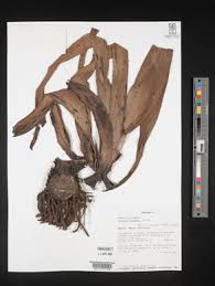 Image result for Hypoxis kilimanjarica