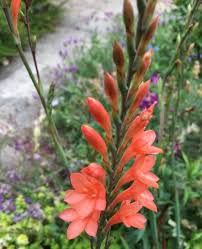 Image result for Watsonia