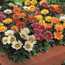 Gazania /ɡəˈzeɪniə/ is a genus of flowering plants in the family asteraceae, native to southern africa. Gazania Splendens Frosty Kiss Mix Gazanie