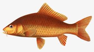 Free nila png images, sang nila utama, maria nila colour refresh, nila moeloek, darjah utama we provide millions of free to download high definition png images. Ikan Bakar Hd Png Download Transparent Png Image Pngitem