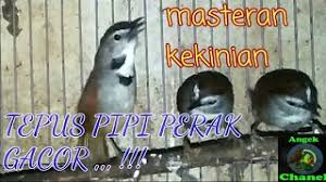 Suara burung tepus / tepus pipi perak famili tepus dada putih tepus tungir merah kaso kaso sido kopi. Suara Masteran Kekinian Burung Tepus Pipi Perak Youtube