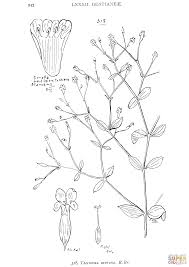 Image result for Canscora diffusa