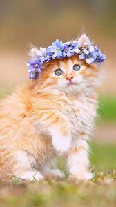 The great collection of cute kitty wallpaper for desktop, laptop and mobiles. Cute Kittens Wallpapers For Mobile Wallpaper Cave