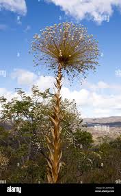 Image result for Eriocaulaceae