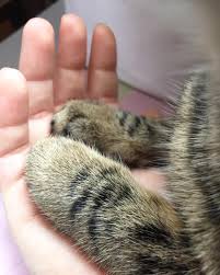 My Little Paw Cute Cats Cute Cats And Kittens Cute Cat Memes Cute Cat Drawing Cute Cats Funny Cute Cats Cute Cat Gifs Kucing Hewan Objek Gambar