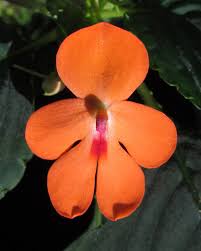 Image result for Impatiens zombensis