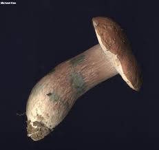 Image result for Xanthoconium separans