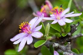 Image result for Grewia retinervis